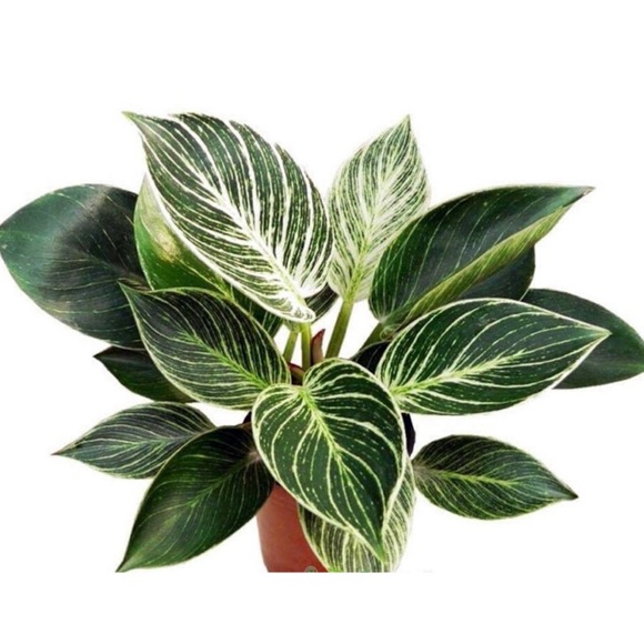 acissej0088